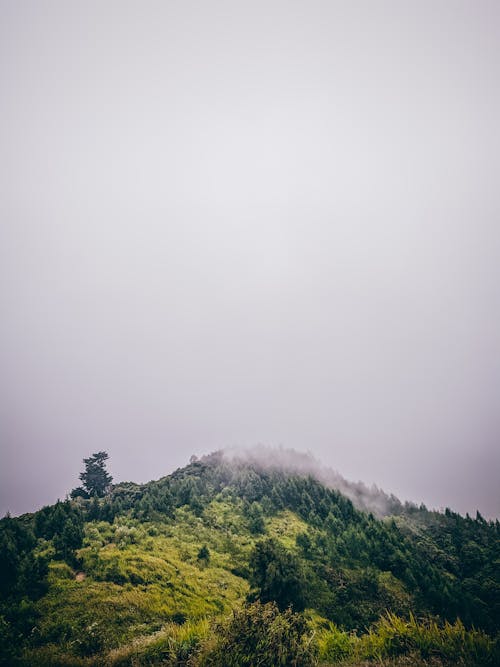 Fotos de stock gratuitas de arboles, bosque, cielo gris