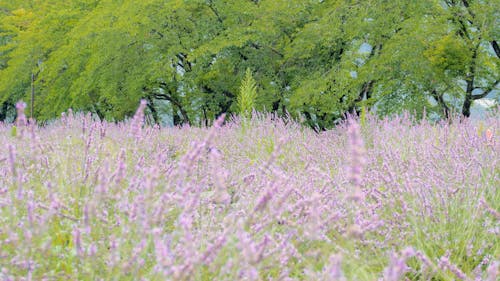 Free stock photo of background, lavender, purple