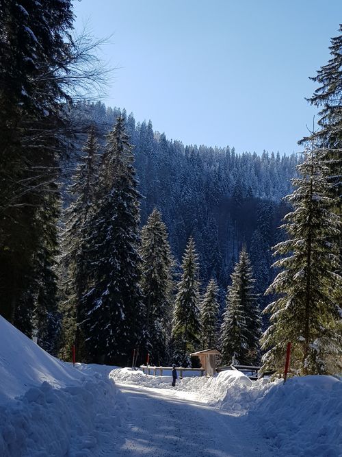 Free Snow-covered road through a tranquil winter forest with towering pine trees and blue sky. Stock Photo