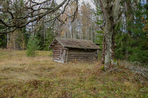 無料 キャビン, 木造の小屋, 森の中の無料の写真素材 写真素材