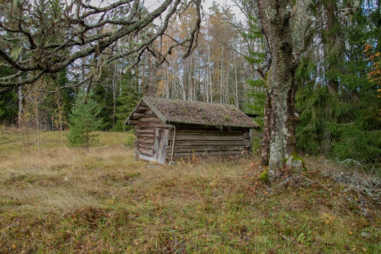 Wooden Cabin In Woods