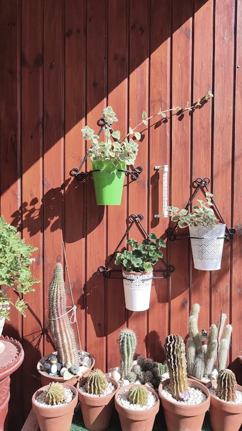 Various Potted Plants by a Wooden Wall