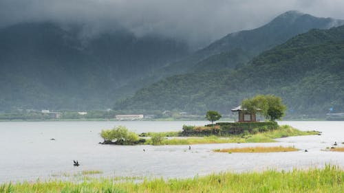 Jungle during Rain