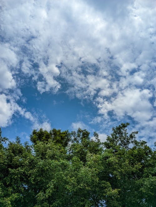 Low-Angle Shot of Green Trees under the Cloudy Sky