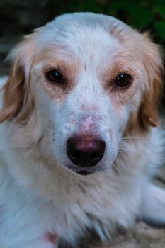 Charming close-up of a white dog with soulful eyes, captured outdoors.