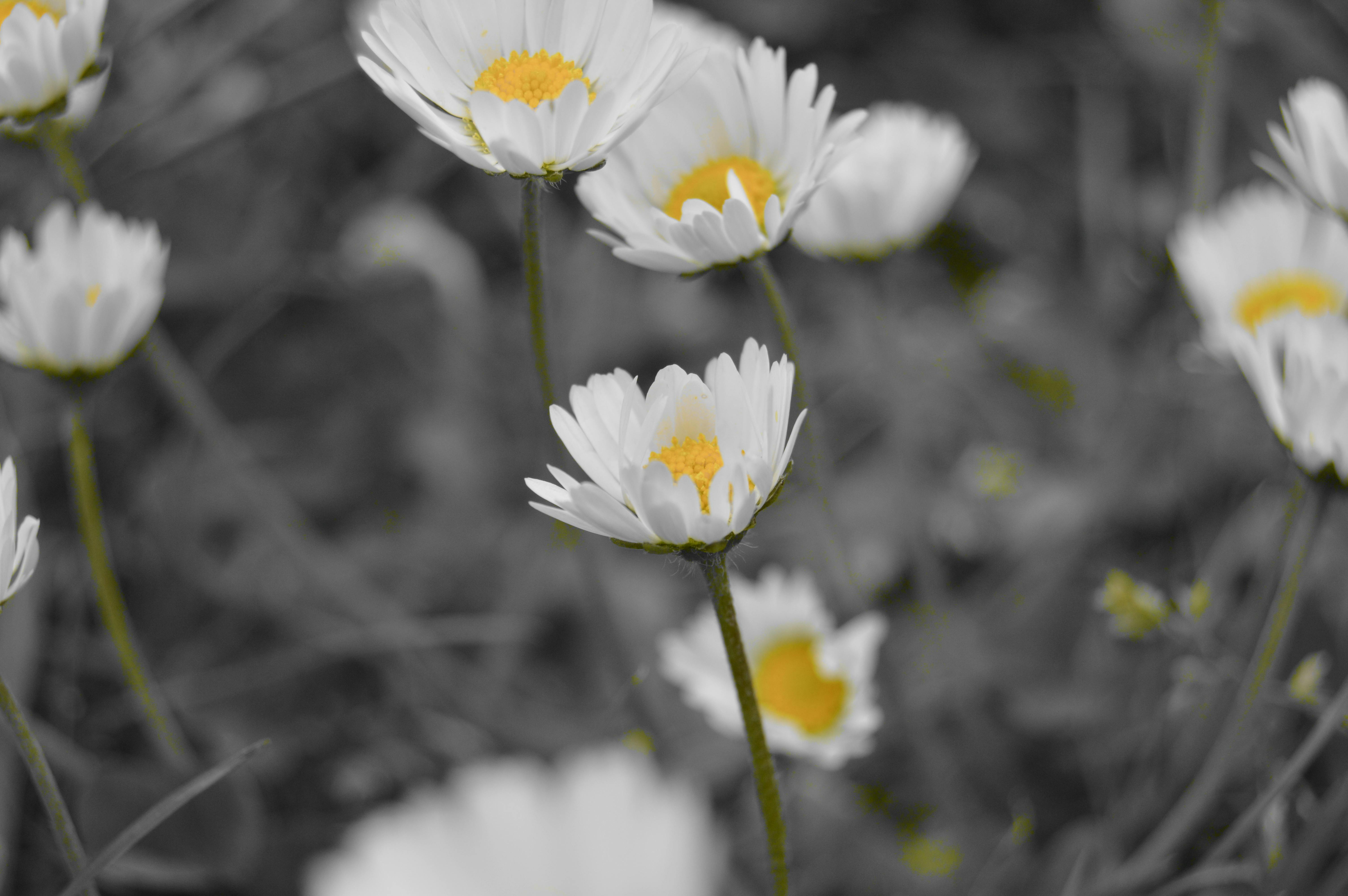 600 Gambar  Bunga  Aster  Putih Terbaru Infobaru