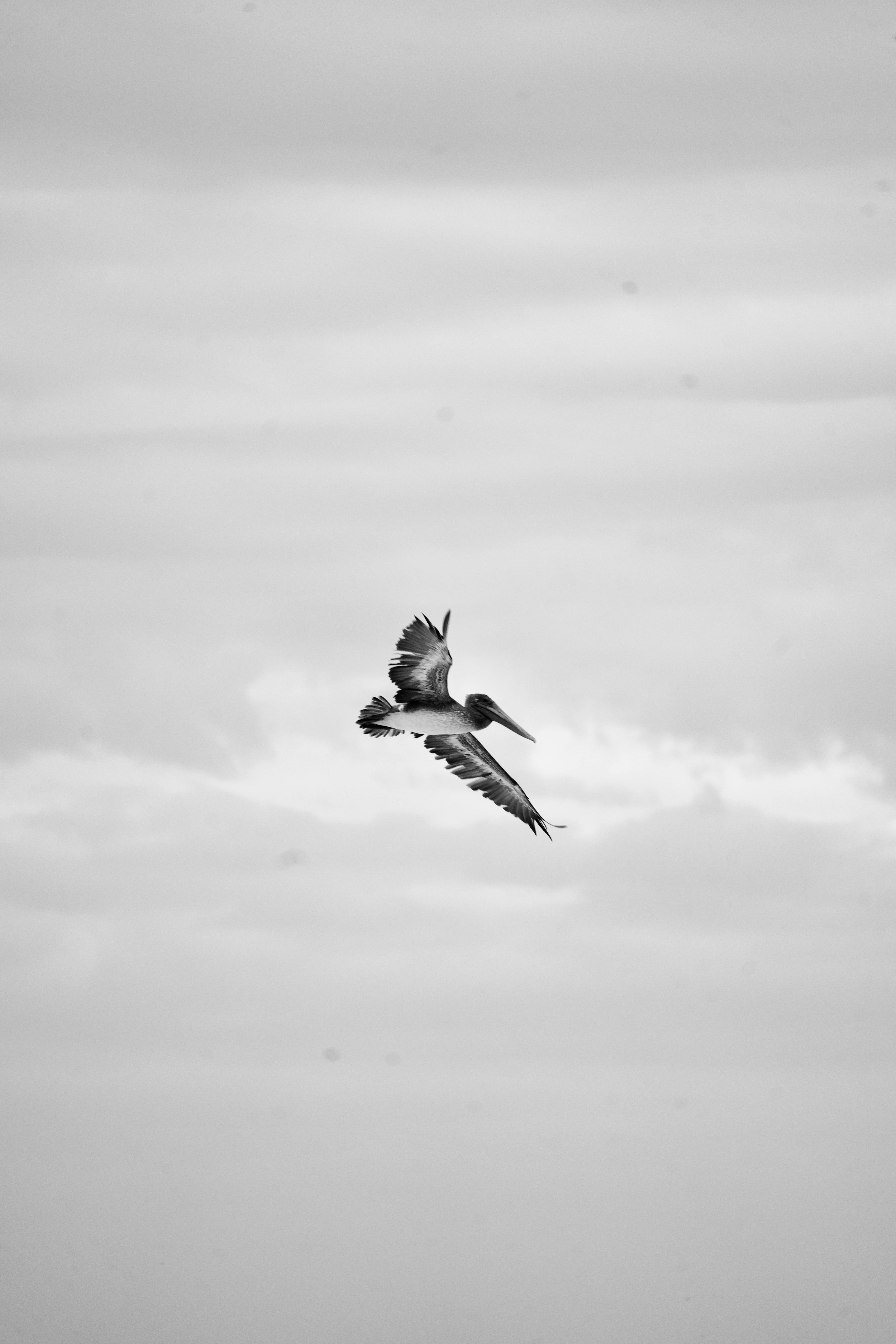 A pelican soars in a grayscale sky, capturing elegant flight in monochrome.