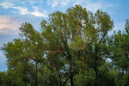 Foto d'estoc gratuïta de arbres, branques, fulles