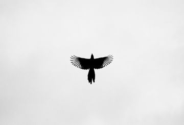 Monochrome silhouette of a raven soaring — photo by Radik 2707 on Pexels