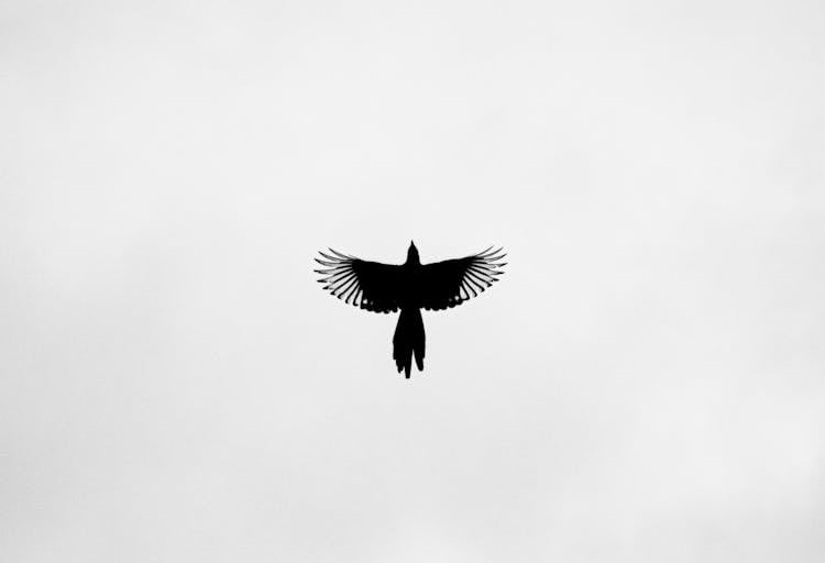 Silhouette Of A Flying Bird