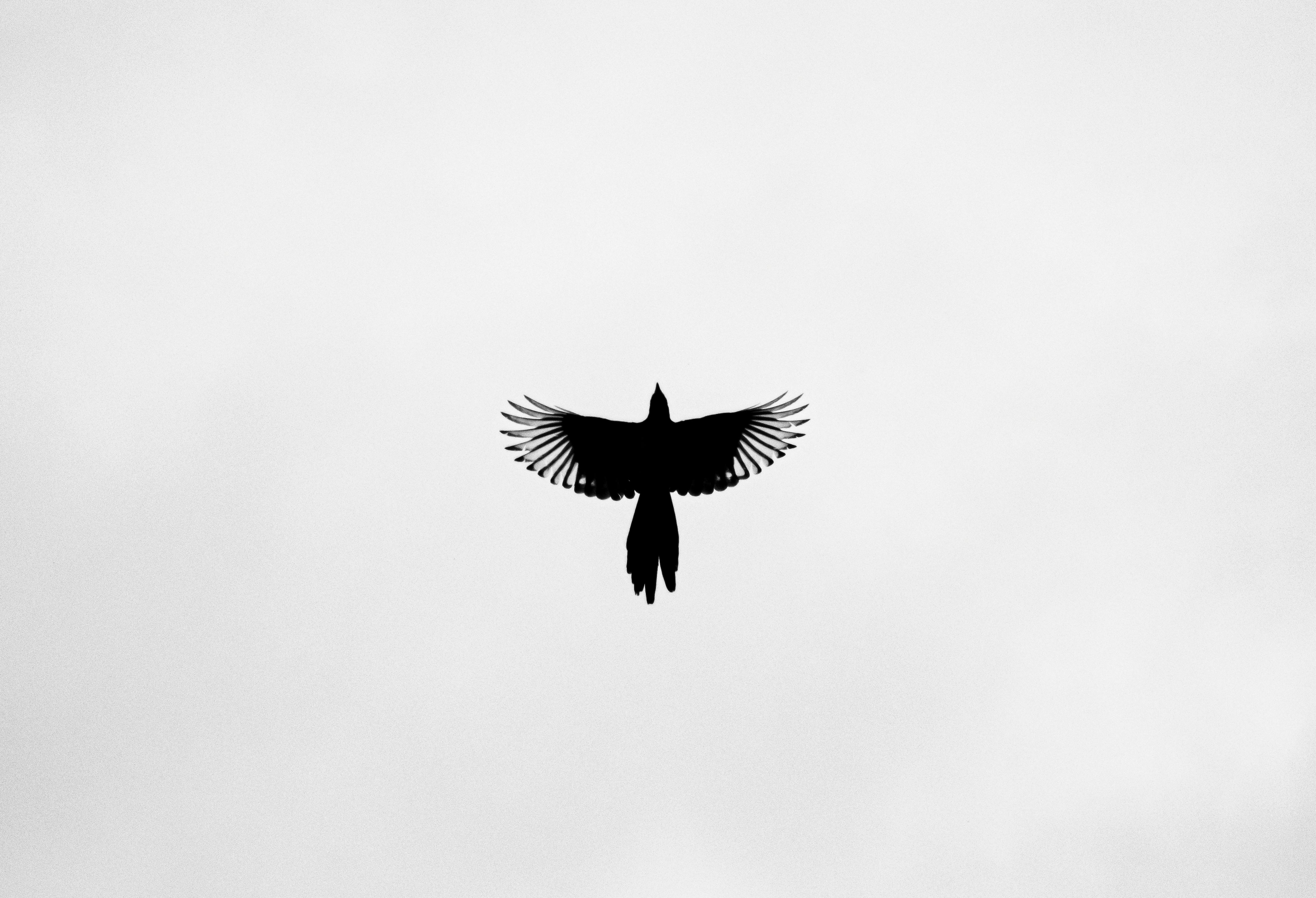 bird silhouette flying up