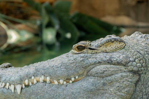 Free Close-up Photo of a Crocodile Stock Photo