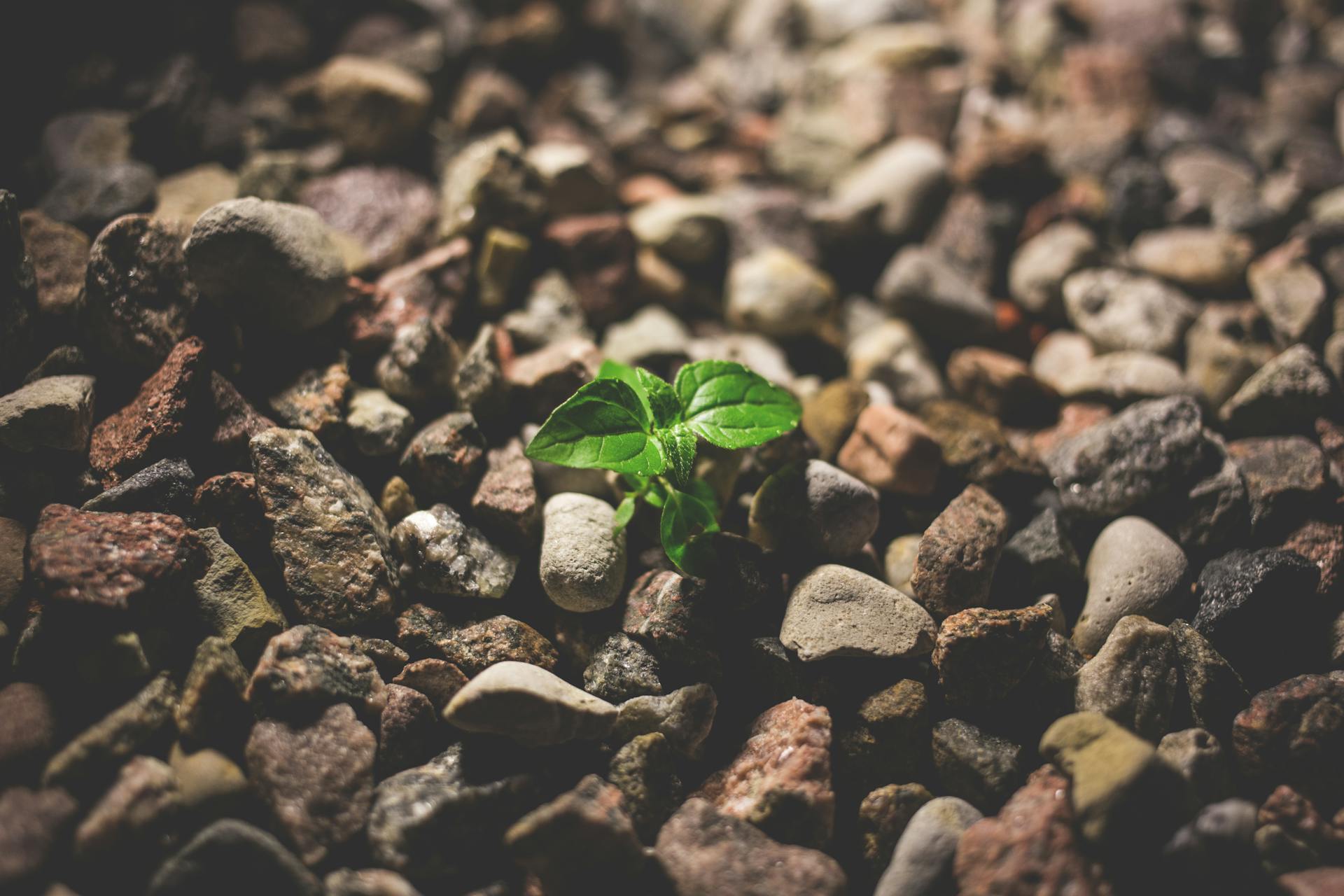 A small green sprout grows amidst scattered stones, symbolizing life and resilience.