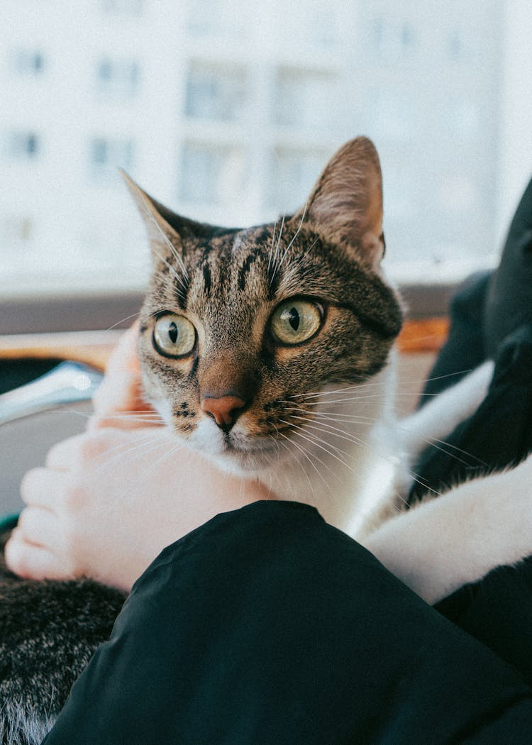 Close-Up Shot Of A Tabby Cat