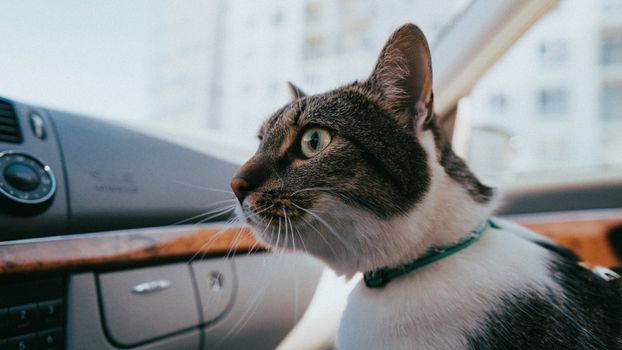 Cat Travel Anxiety Solutions