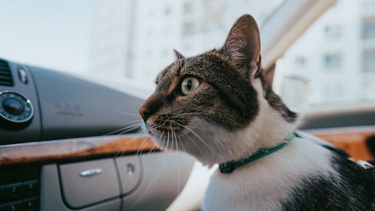 Close-Up Shot Of A Tabby Cat