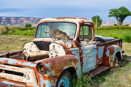 A Stray Cat on an Abandoned Car Parked on the Field