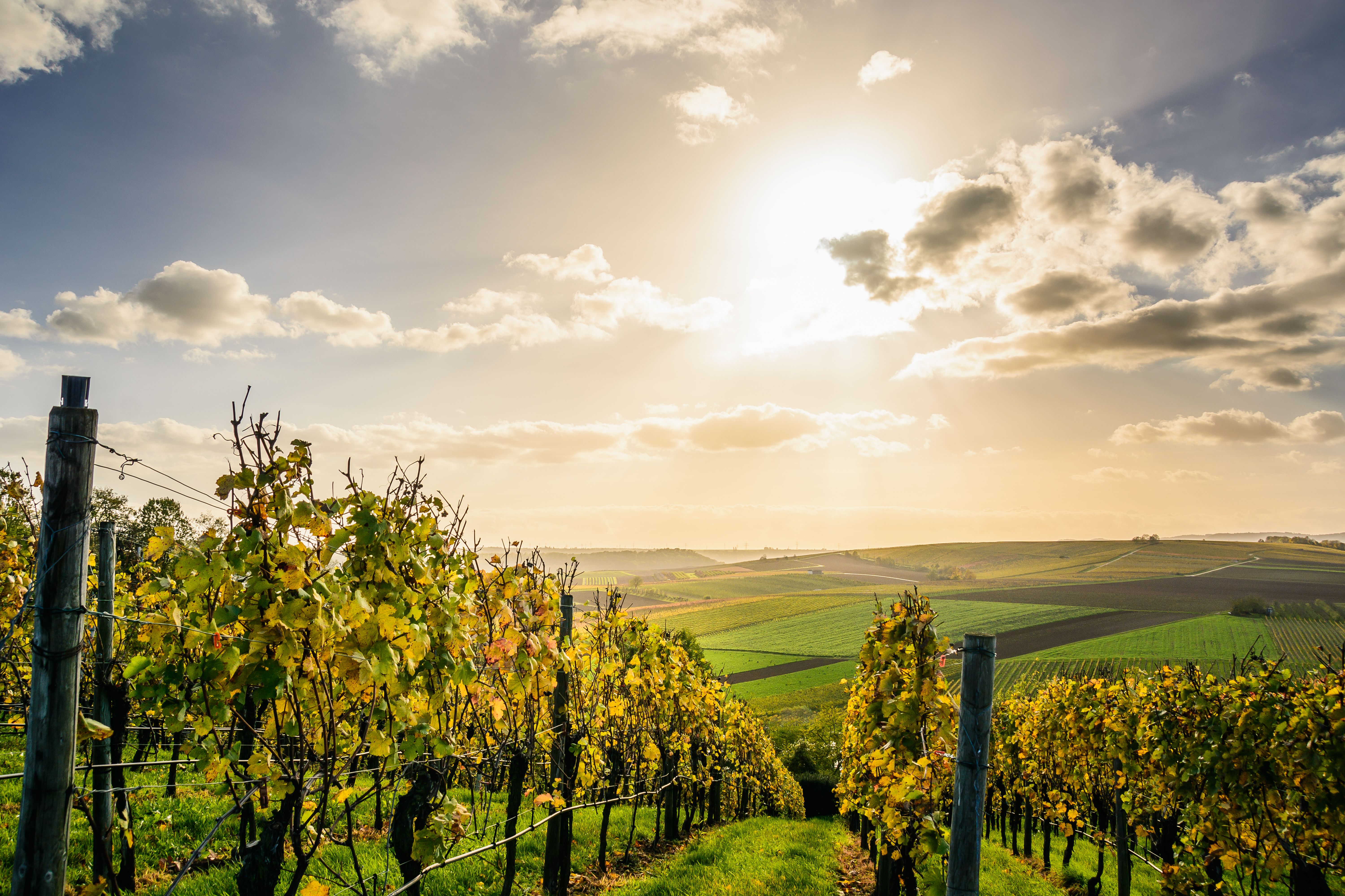 FLCC launches one-year viticulture certificate for quick path into career in wine, grape growing - Vimarsana News