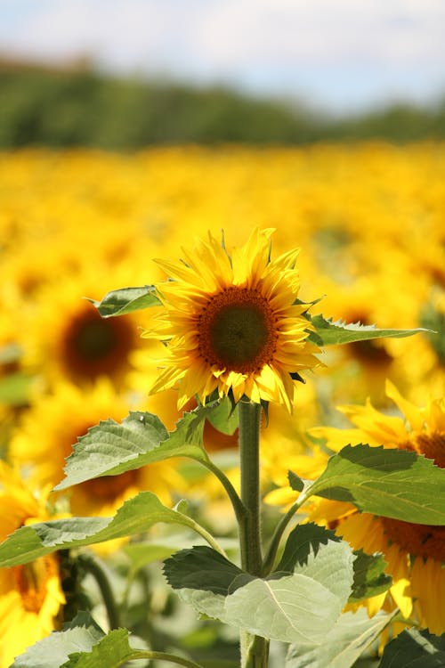คลังภาพถ่ายฟรี ของ การเจริญเติบโต, กำลังบาน, ดอกไม้สีเหลือง