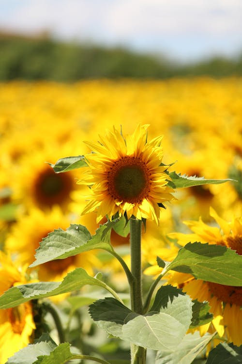 Close-Up Shot of a Blooming Sunflower