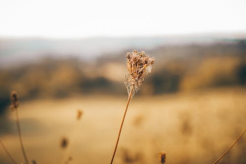 bitki, büyüme, doğa içeren Ücretsiz stok fotoğraf