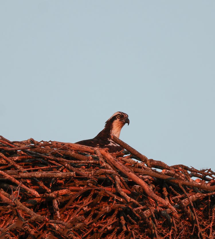 Osprey Perched On A Pile Of Twigs