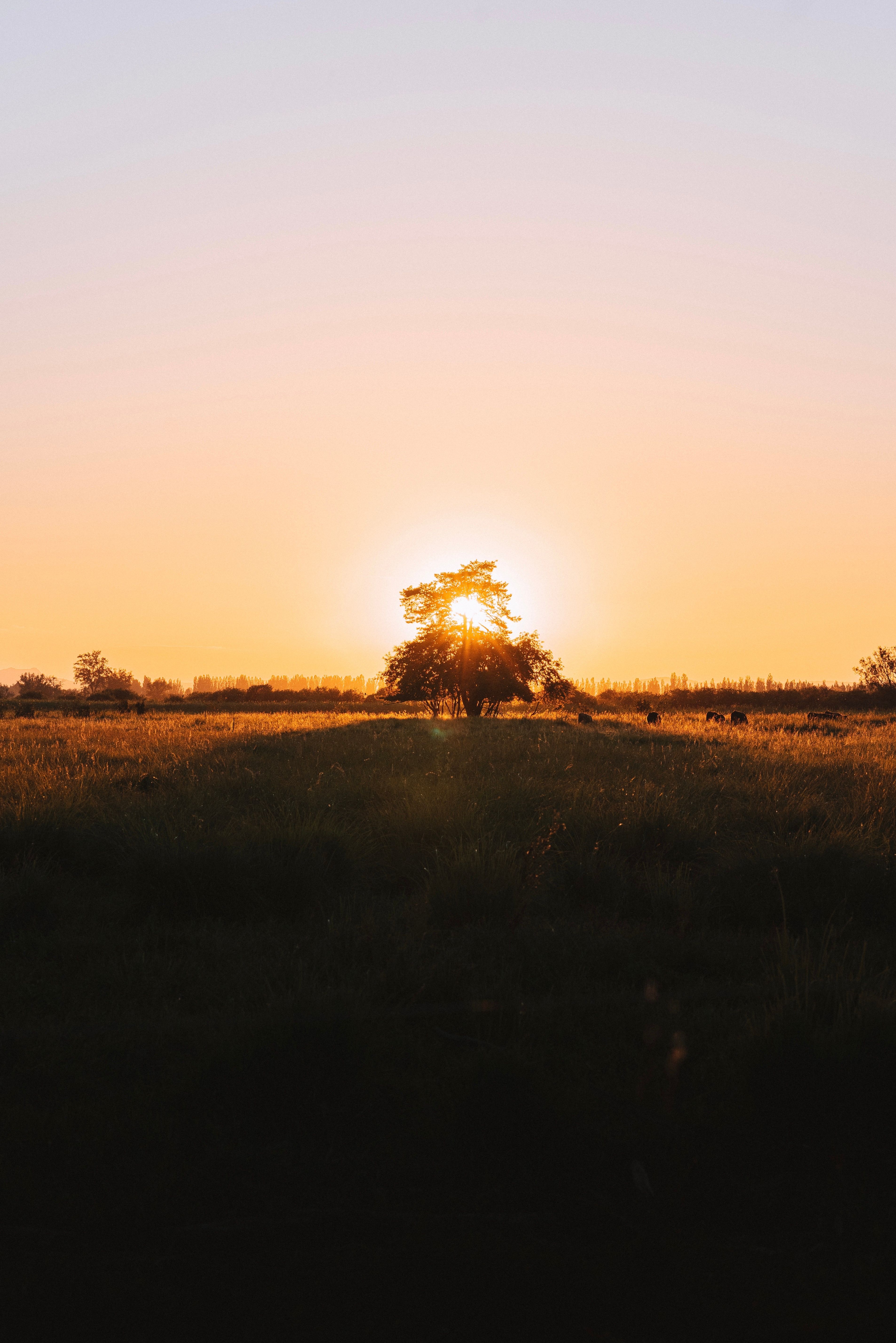 Silhouette of a Tree on Grass Field during Sunset · Free Stock Photo