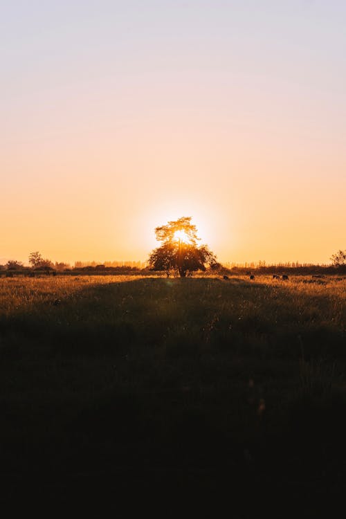 Silhouette of a Tree on Grass Field during Sunset