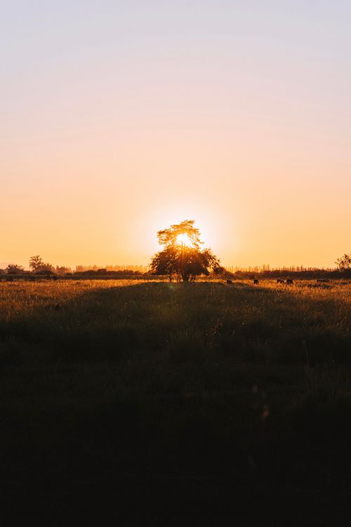 Free Beautiful sunset scene with a lone tree in a tranquil field. Stock Photo