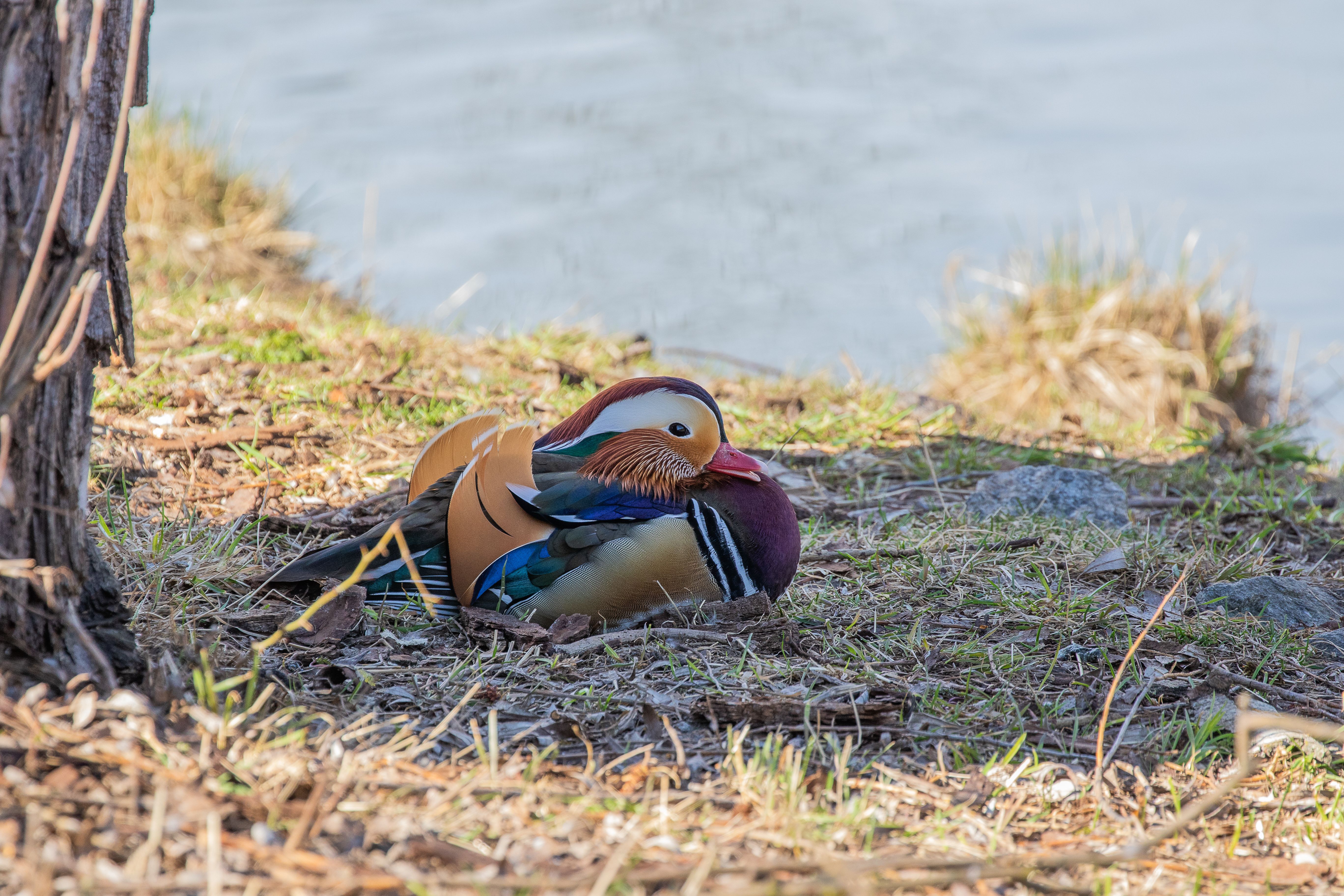 Close Up Photo of Mandarin Duck on Grass Field · Free Stock Photo