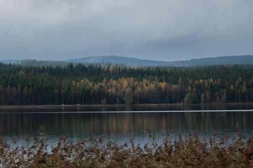 Green Trees Beside Body of Water Under Cloudy Sky