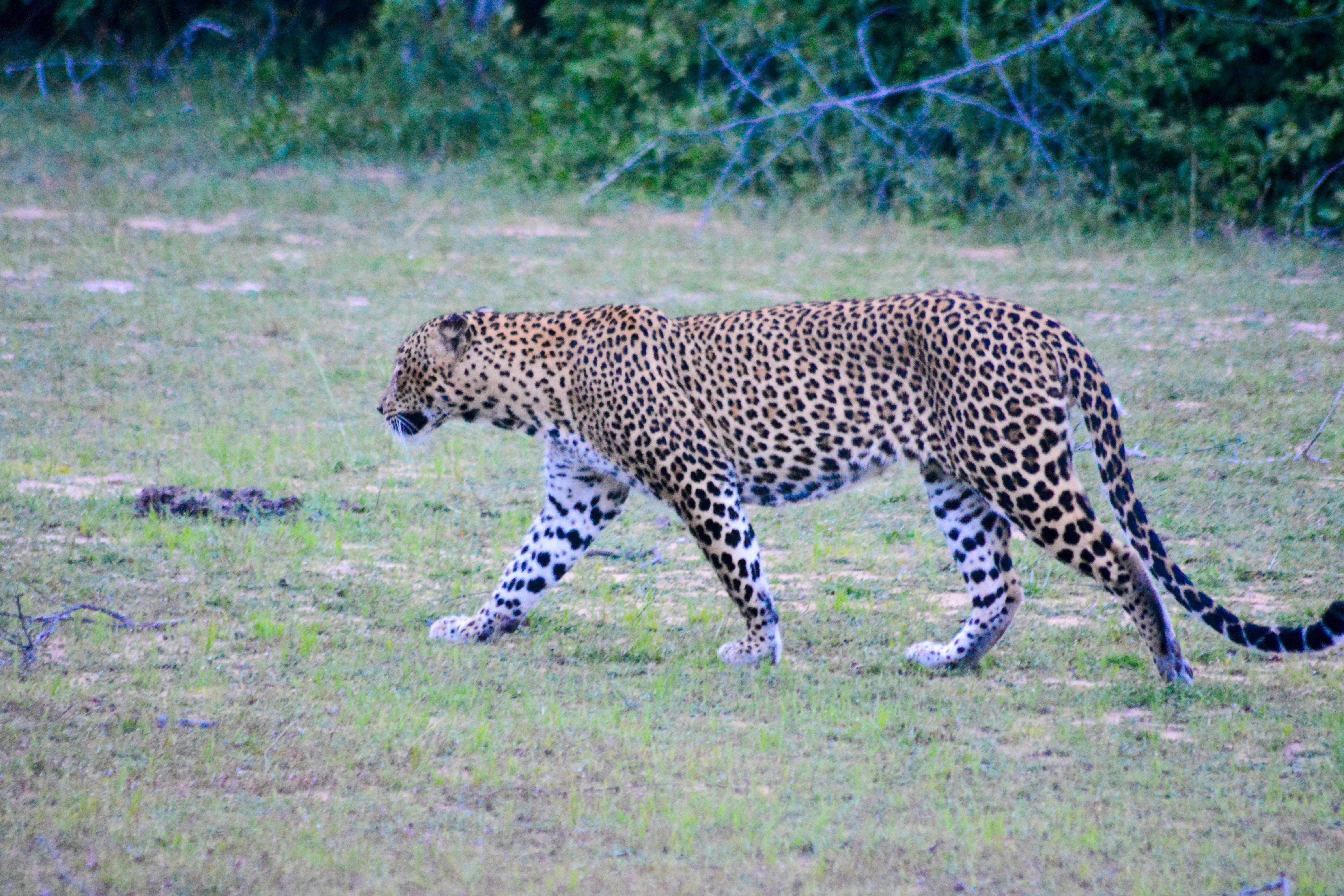 Free stock photo of leopard, Srilanka, wildlife