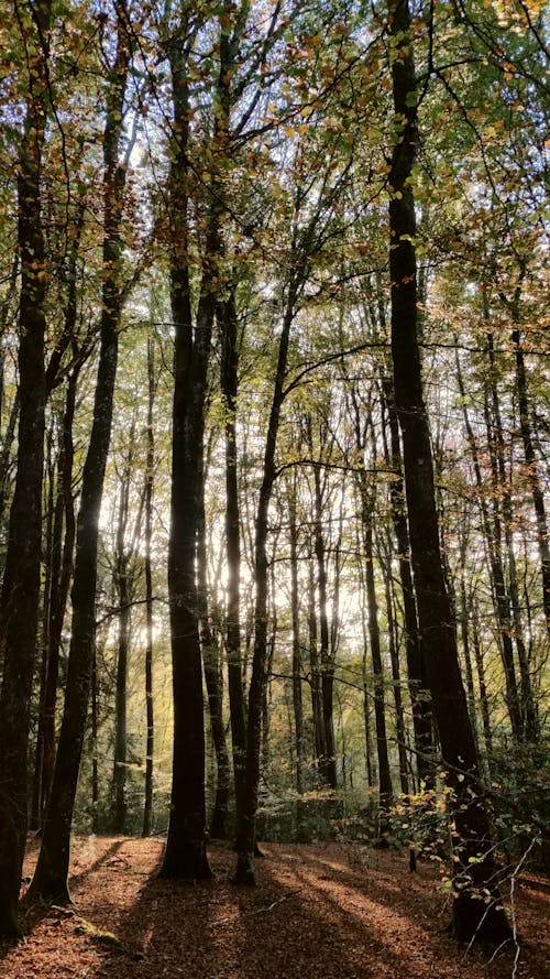 Ücretsiz ağaçlar, bakir bölge, dikey atış içeren Ücretsiz stok fotoğraf Stok Fotoğraflar