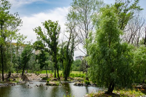 Free Serene park scene with lush trees and a peaceful pond, ideal for relaxation. Stock Photo