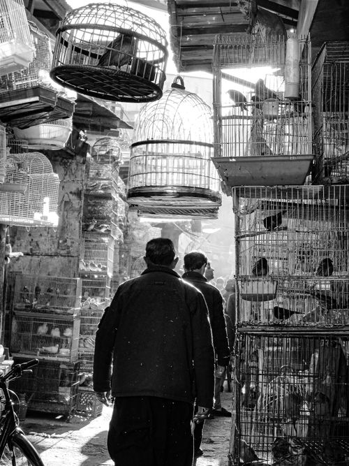 Free Black and white image of men walking through a vibrant bird market in Kabul, Afghanistan. Stock Photo
