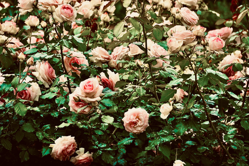 Free Beautiful pink and white garden roses in full bloom, showcasing nature's elegance. Stock Photo