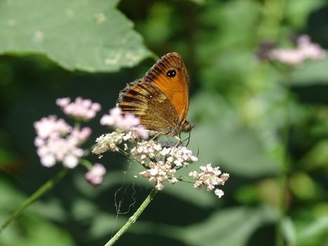 A Close-Up Shot of a Gatekeeper Butterfly