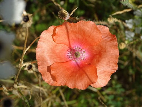 Close Up Photo of Pink Flower