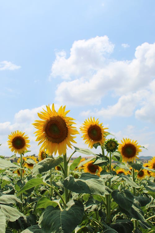 A Sunflower Field under a Cloudy Blue Sky