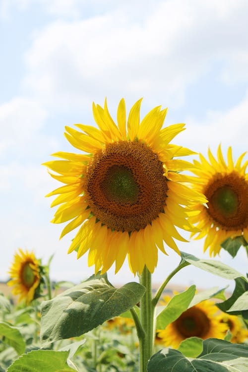 Close Up Photo of Yellow Flowers