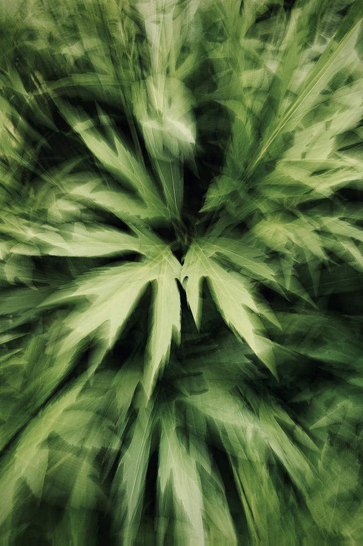 Cannabis In Blur