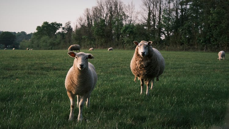 Texel Sheep On A Field