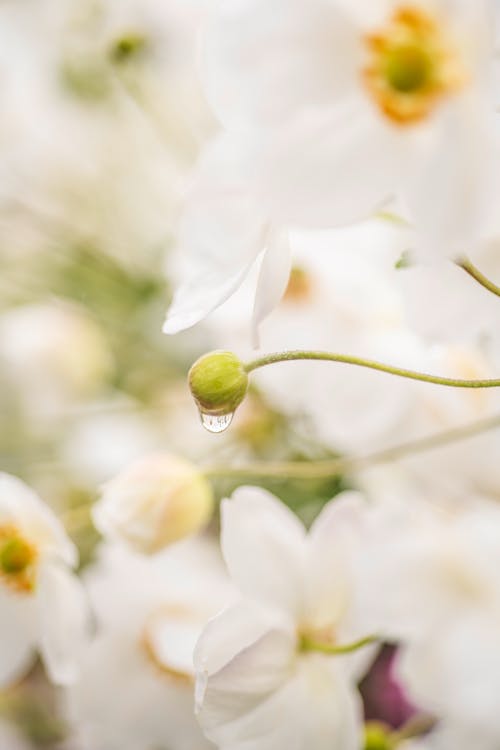 Foto profissional grátis de baseado, botão de flor, de longa duração