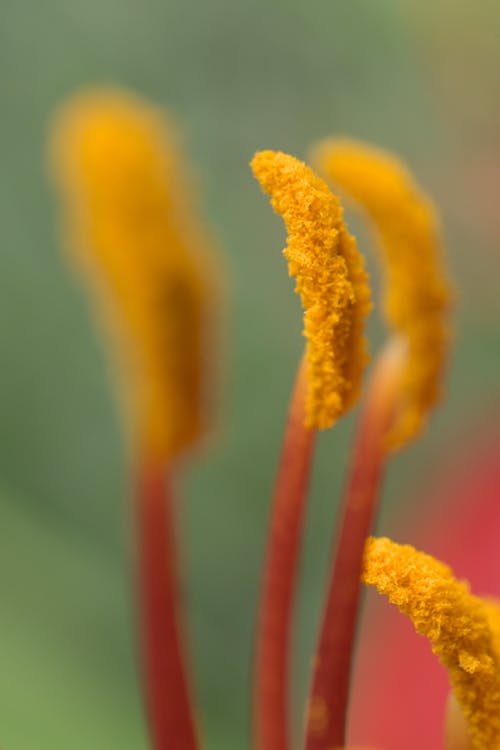 Free Pistil of red tiger lily Stock Photo
