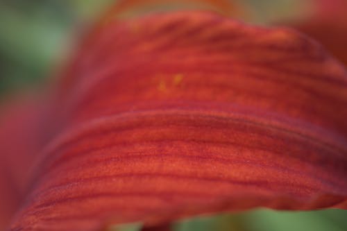 Free Petal of tiger lily Stock Photo