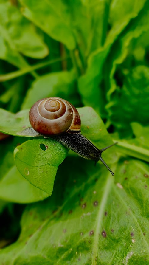 Brown Snail on Green Leaf