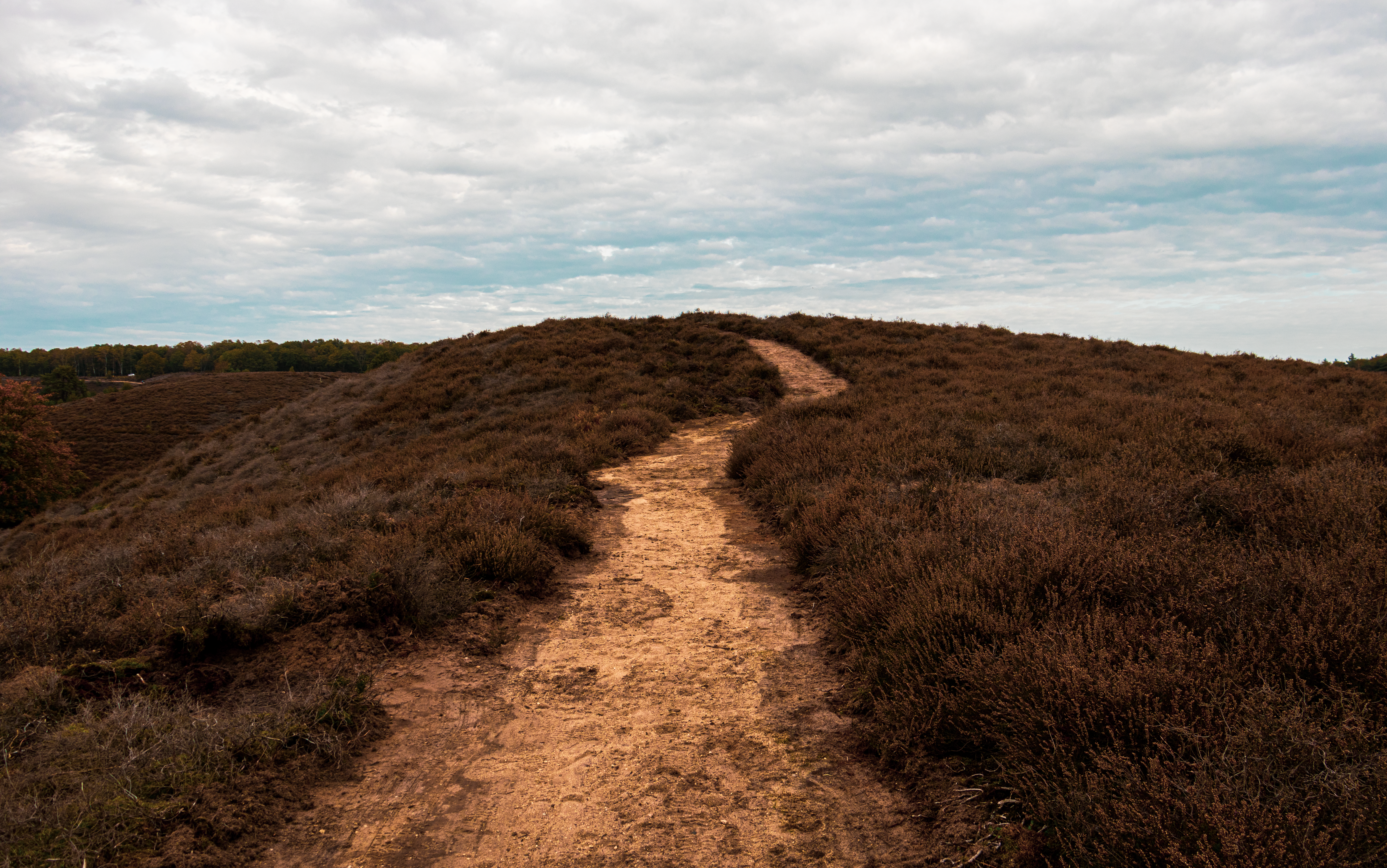 Healthspan White Paper: The Data-Driven Path to Longevity — Photo by Luna Groothedde on Pexels
