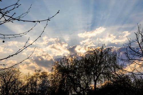 Immagine gratuita di alberi, crepuscolo, natura