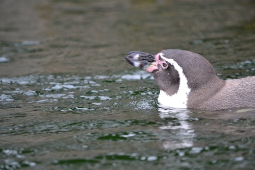 企鵝, 動物, 動物園 的 免费素材图片