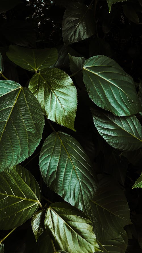 Green Leaves in Close Up Photography